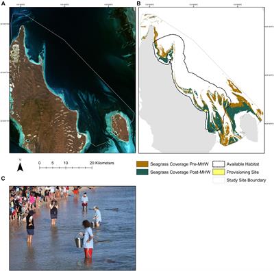 Elevated Calf Mortality and Long-Term Responses of Wild Bottlenose Dolphins to Extreme Climate Events: Impacts of Foraging Specialization and Provisioning